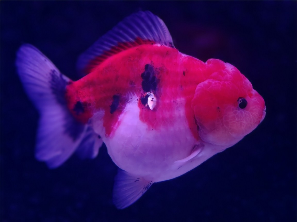出幾條魚減減密度