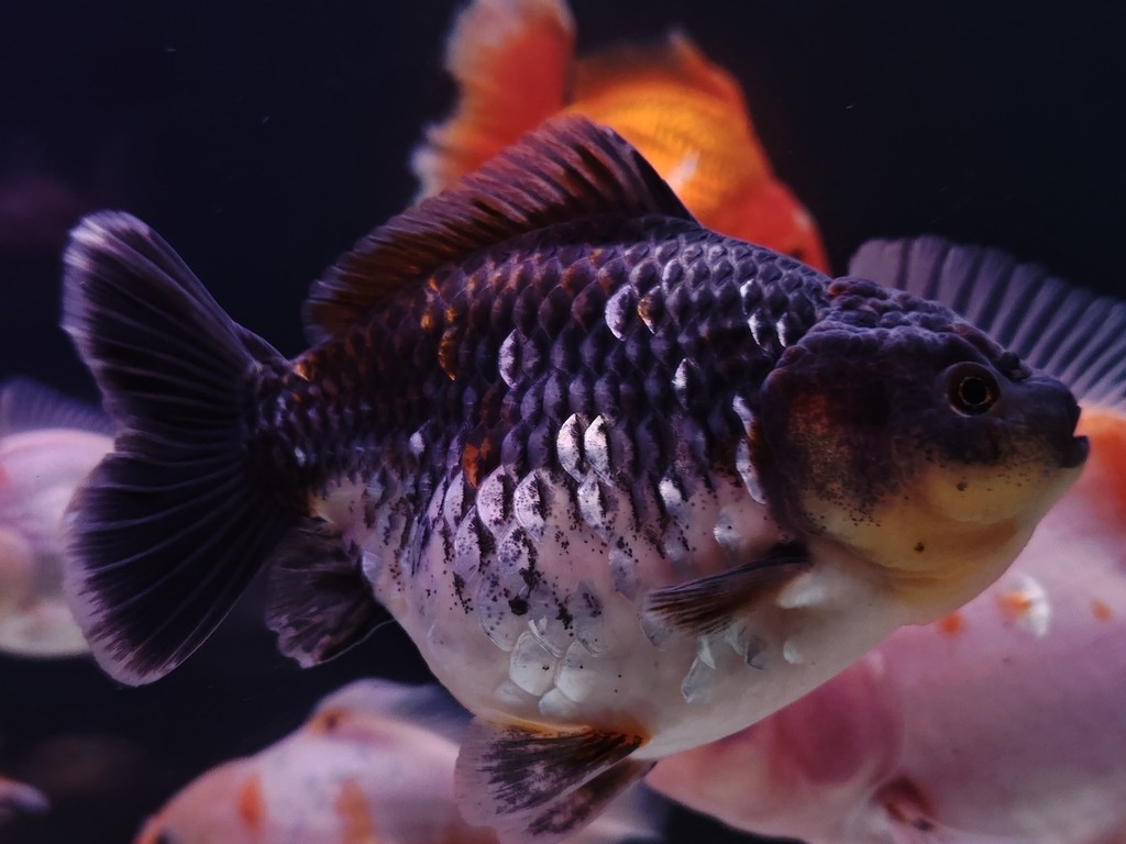 出幾條魚減減密度