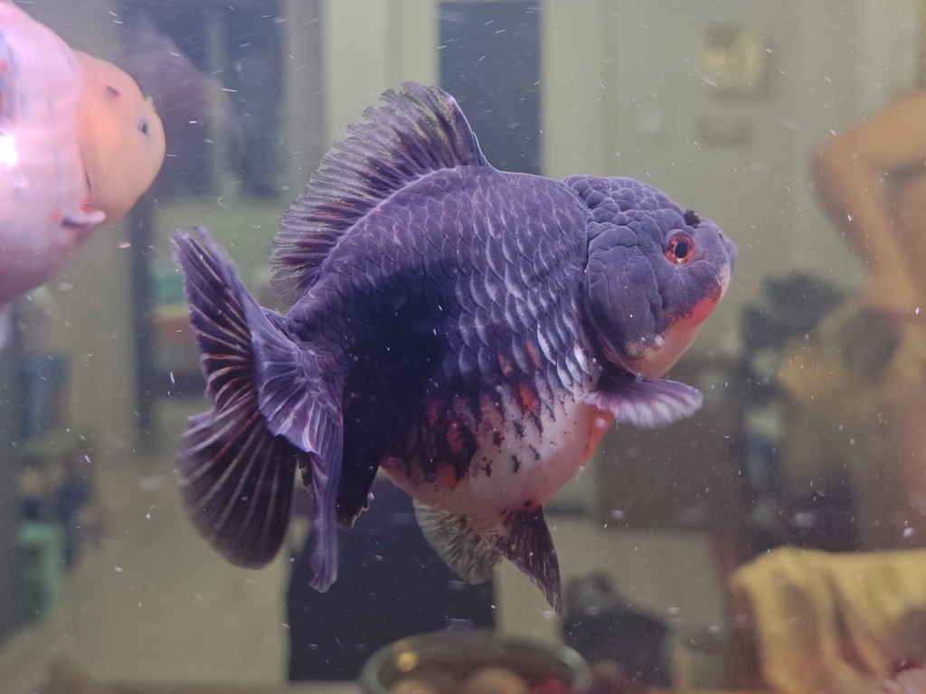 出幾條魚減減密度