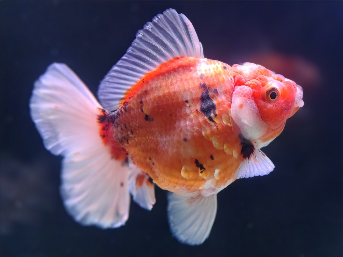 出幾條魚減減密度