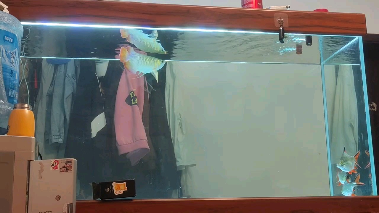 。。。。 。。。。 龍魚論壇