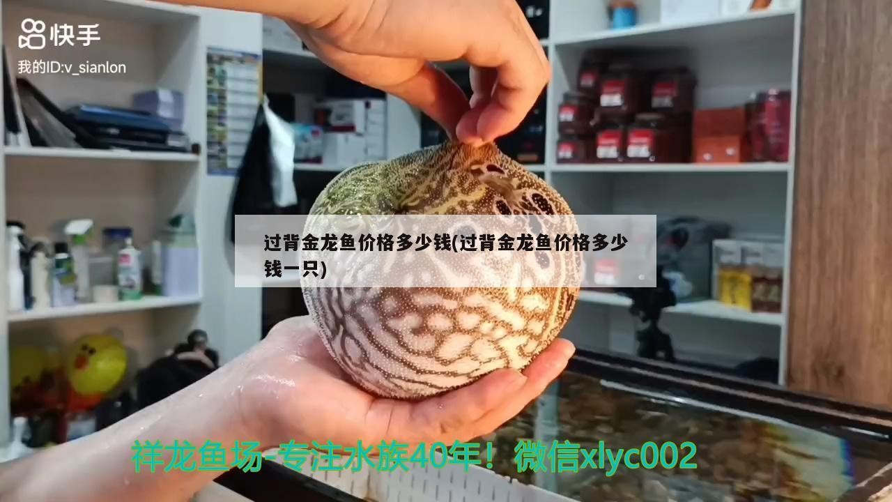 過背金龍魚價(jià)格多少錢(過背金龍魚價(jià)格多少錢一只) 過背金龍魚價(jià)格多少錢(過背金龍魚價(jià)格多少錢一只) 金龍魚百科