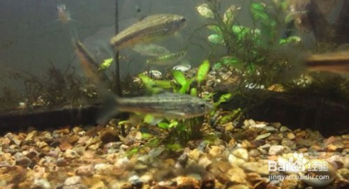 防止魚死的方法：防止魚死的方法放鰻魚