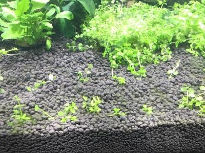 防止魚死的方法：防止魚死的方法放鰻魚