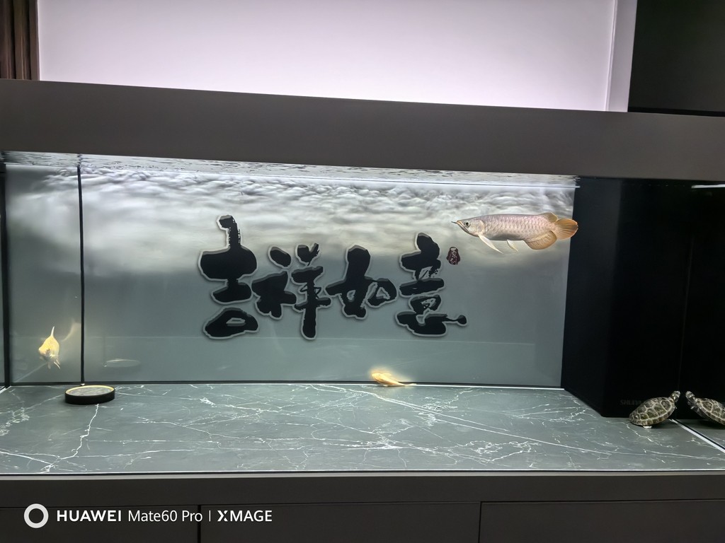 9.9號(hào)的樣子