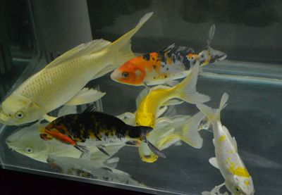 1.2米的魚缸養多大錦鯉合適：1.2米的魚缸養多大錦鯉合適養多大錦鯉合適
