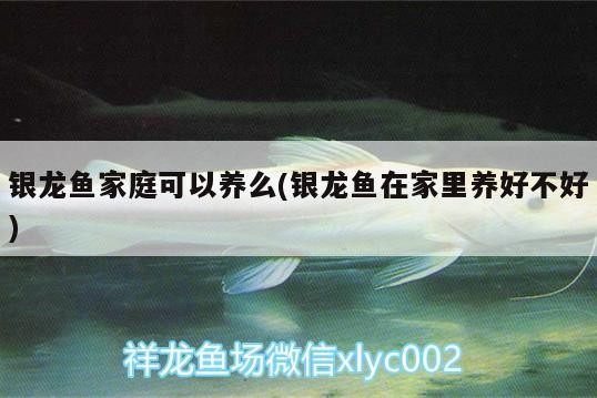 銀龍魚家庭可以養么(銀龍魚在家里養好不好)