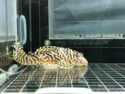 帆布池：帆布池養(yǎng)魚可靠嗎