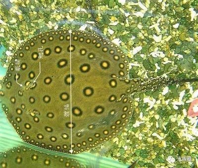 魟魚(yú)可以長(zhǎng)多大：魟魚(yú)的體型大小受到多種因素影響魟魚(yú)的體型通常會(huì)受到限制 魟魚(yú)可以長(zhǎng)多大：魟魚(yú)的體型大小受到多種因素影響魟魚(yú)的體型通常會(huì)受到限制 魟魚(yú)百科 第2張