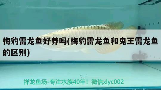 梅豹雷龍魚好養嗎(梅豹雷龍魚和鬼王雷龍魚的區別)