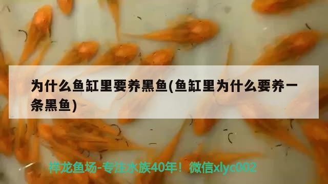 觀賞魚 為什么魚缸里要養黑魚(魚缸里為什么要養一條黑魚) iwish愛唯希品牌魚缸 為什么魚缸里要養黑魚(魚缸里為什么要養一條黑魚) 為什么魚缸里要養黑魚(魚缸里為什么要養一條黑魚) iwish愛唯希品牌魚缸
