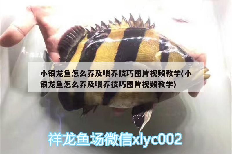 魚缸過濾器選購指南:自制魚缸過濾器魚缸上置過濾器對于養魚愛好者的必備知識 小銀龍魚怎么養及喂養技巧圖片視頻教學(小銀龍魚怎么養及喂養技巧圖片視頻教學) 銀龍魚百科 小銀龍魚怎么養及喂養技巧圖片視頻教學(小銀龍魚怎么養及喂養技巧圖片視頻教學) 小銀龍魚怎么養及喂養技巧圖片視頻教學(小銀龍魚怎么養及喂養技巧圖片視頻教學) 銀龍魚百科