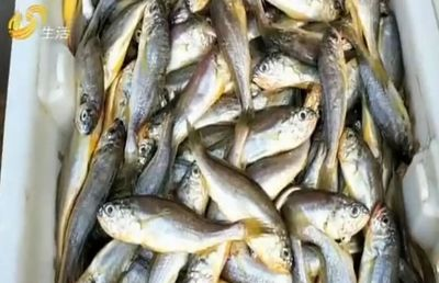 兒童簡筆畫小魚：兒童簡筆畫小魚圖片