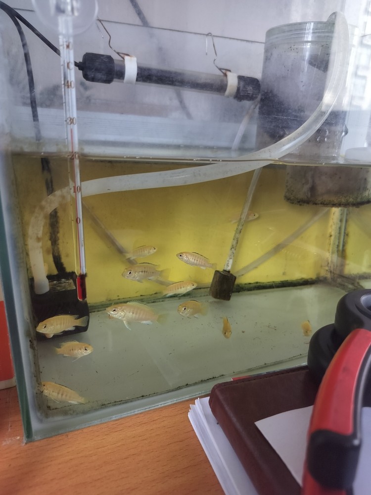 龍魚怕什么 王子苗長大了 龍魚論壇 王子苗長大了 王子苗長大了 龍魚論壇
