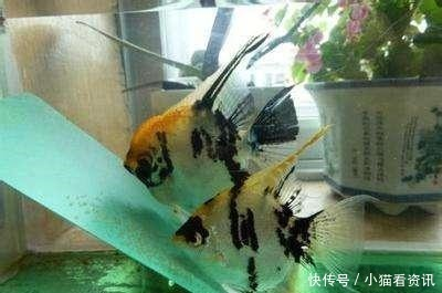 對聯(lián)魚頭朝向正確圖：對聯(lián)魚頭朝向正確圖片大全