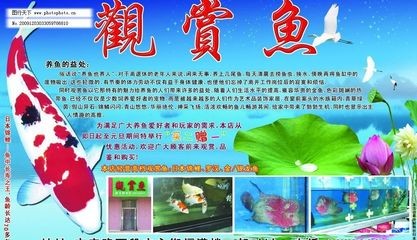 獨一無二的魚店名字怎么取：獨一無二的魚店名字怎么取好聽