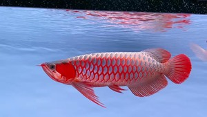 獨一無二的魚店名字怎么取：獨一無二的魚店名字怎么取好聽