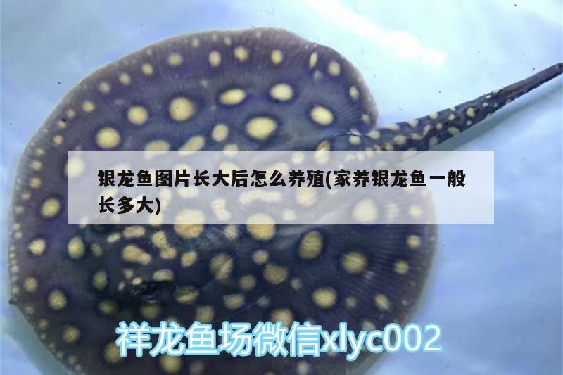 銀龍魚圖片長(zhǎng)大后怎么養(yǎng)殖(家養(yǎng)銀龍魚一般長(zhǎng)多大)