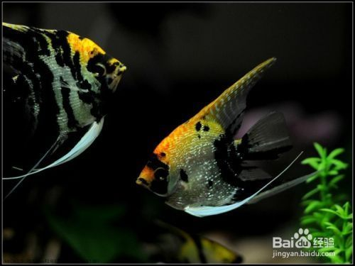 斗魚和曼龍魚能養一起嗎：斗魚和曼龍魚能養一起嗎視頻