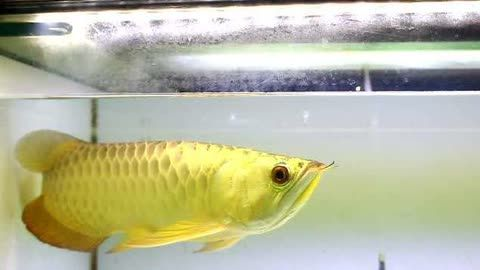 皇冠魟魚不吃食怎么辦：皇冠魟魚不吃食怎么辦，飼養者需要耐心和細心地找出問題的原因