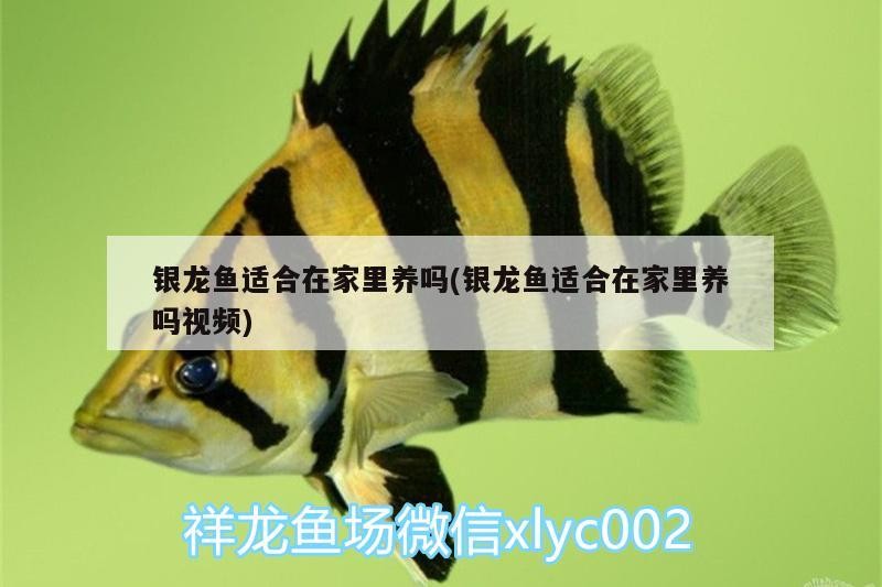 銀龍魚(yú)適合在家里養(yǎng)嗎(銀龍魚(yú)適合在家里養(yǎng)嗎視頻)