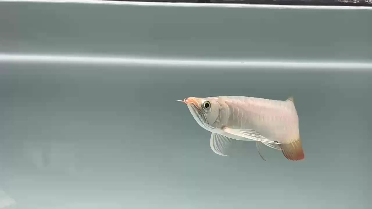 在店相遇！ 在店相遇！ 龍魚論壇