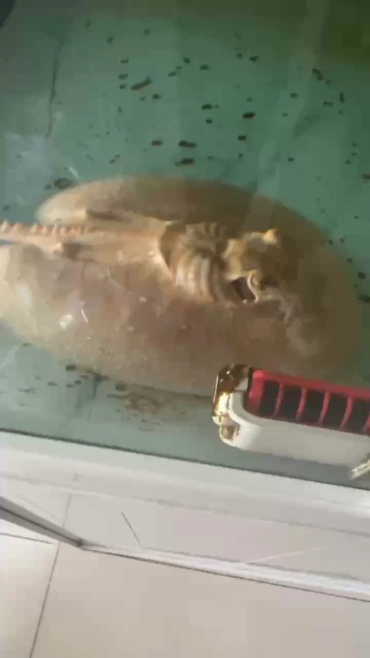 這魟魚什么毛病 這魟魚什么毛病 龍魚論壇