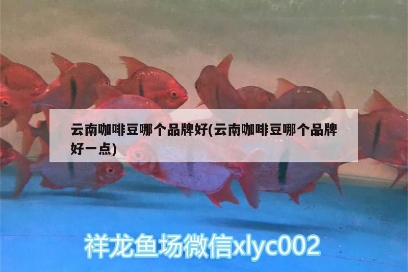 云南咖啡豆哪個品牌好(云南咖啡豆哪個品牌好一點) 云南咖啡豆哪個品牌好(云南咖啡豆哪個品牌好一點) 馬來西亞咖啡