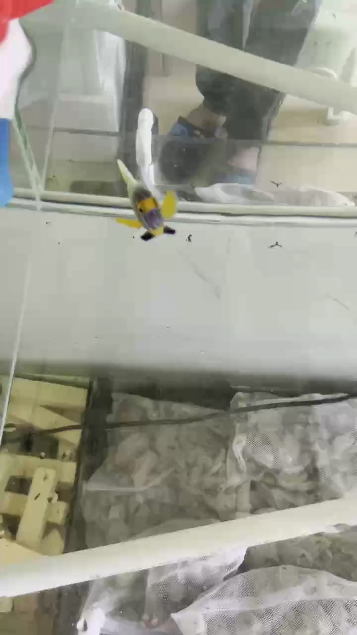 藍面神仙 藍面神仙 龍魚論壇