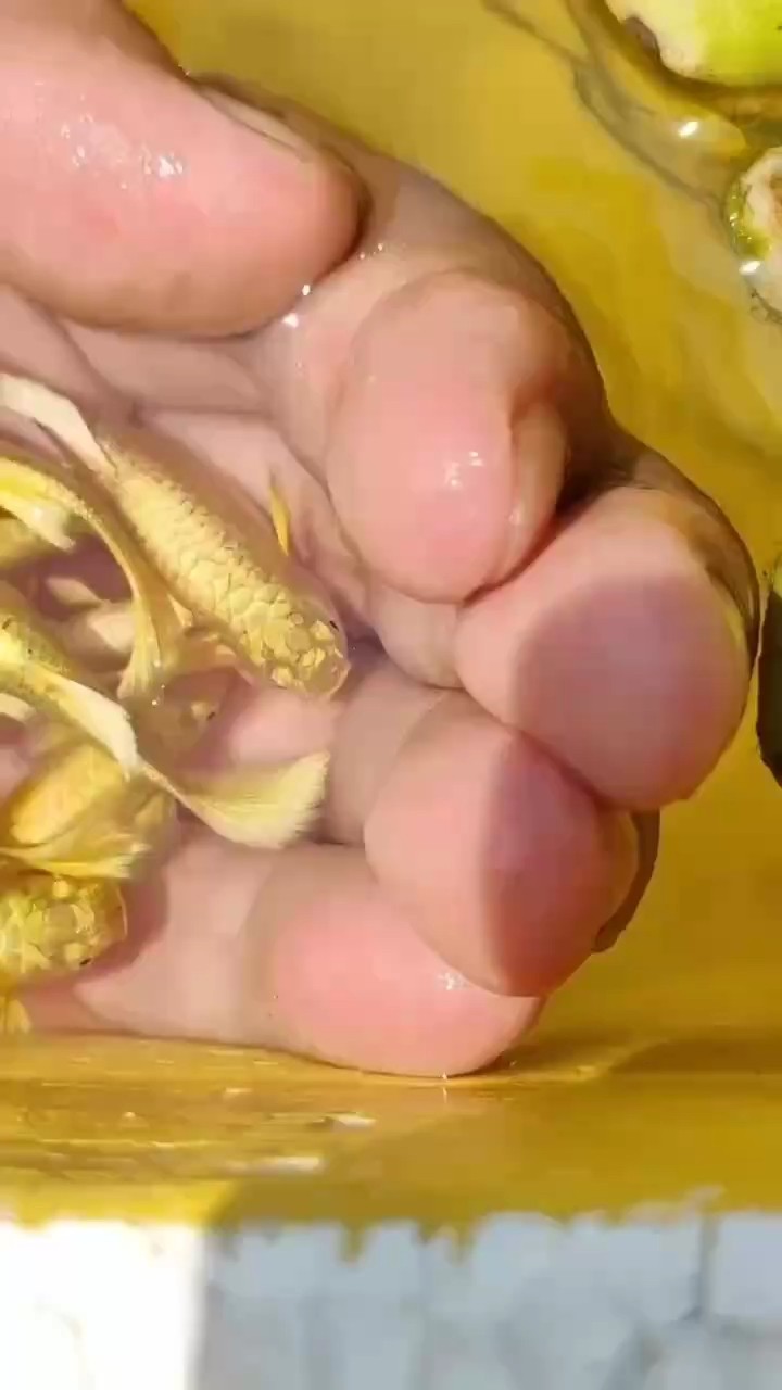 黃金孔雀魚