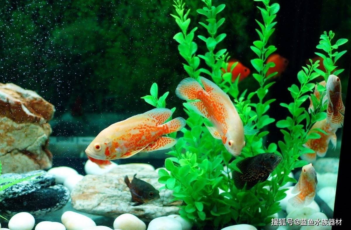 店里放什么招財最好：店里放什么招財最好風水
