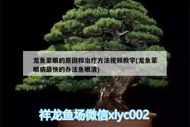 龍魚蒙眼的原因和治療方法視頻教學(龍魚蒙眼病最快的辦法魚眼清)