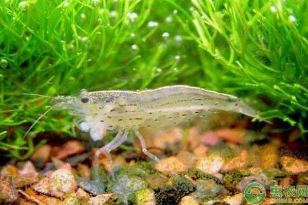 帝王三間最佳混養(yǎng)魚：帝王三間最佳混養(yǎng)魚類