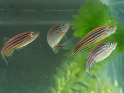 帝王三間魚壽命有多久：帝王三間魚能活多少年