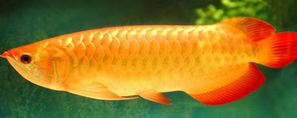 家里養(yǎng)紅龍魚好還是金龍魚好一點:紅龍魚與金龍魚的優(yōu)劣對比 紅龍魚百科 第5張 家里養(yǎng)紅龍魚好還是金龍魚好一點:紅龍魚與金龍魚的優(yōu)劣對比 家里養(yǎng)紅龍魚好還是金龍魚好一點:紅龍魚與金龍魚的優(yōu)劣對比 紅龍魚百科 第5張
