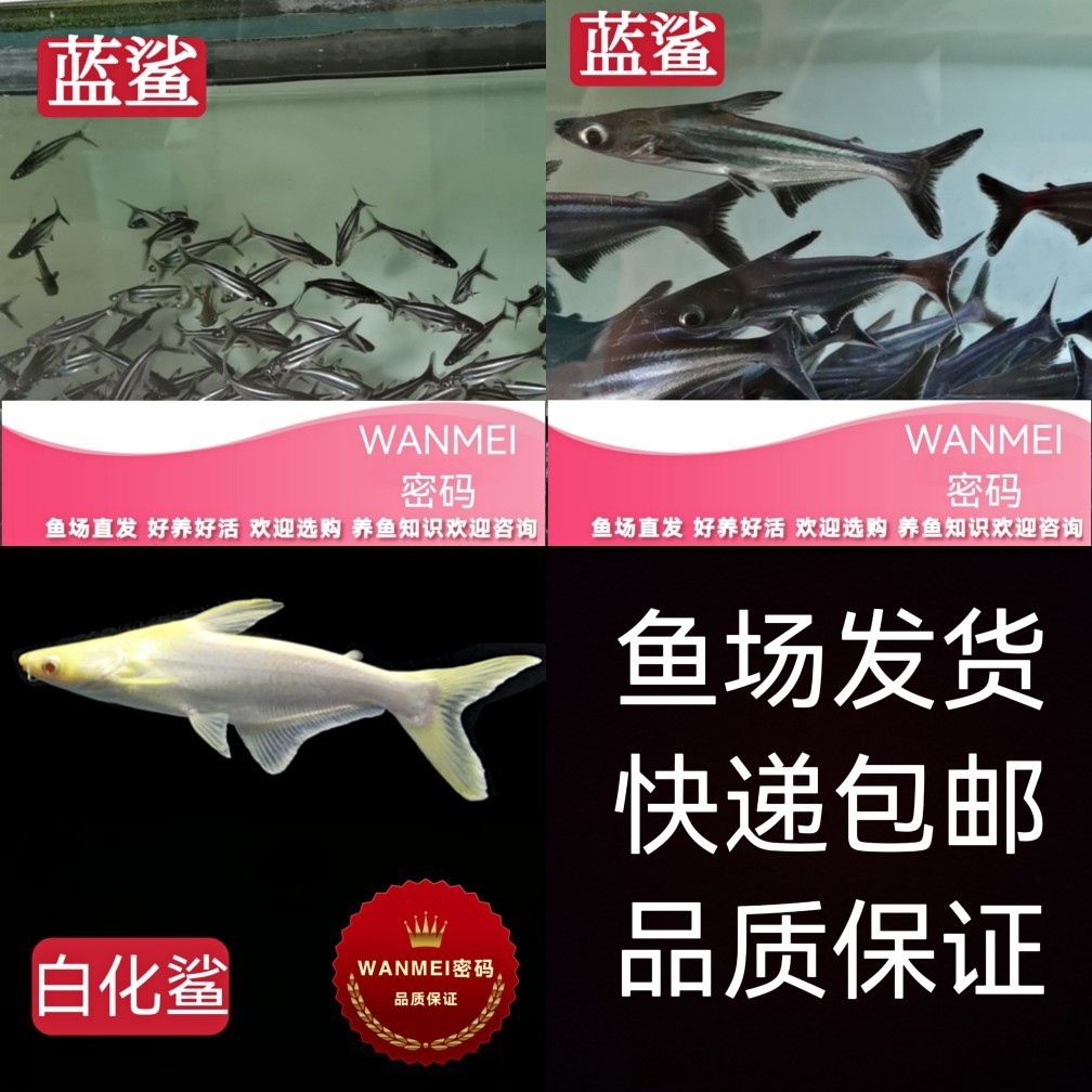 帝王三間魚會撐死嗎：帝王三間魚容易死嗎