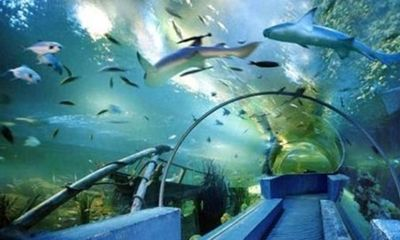 阿拉善盟水族館vs祥龍魚場（阿拉善盟水族館與祥龍魚場的競爭關系）