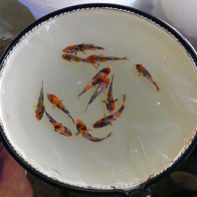 帝王三間魚多大能分公母：帝王三間魚可以長多大