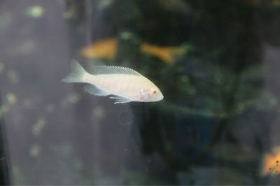 帝王三間和龍魚混養(yǎng)：帝王三間和龍魚打架