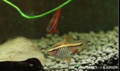 觀賞魚哪種比較好養（養魚新手入門指南）