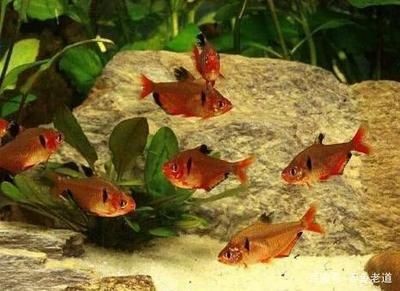 觀賞魚哪種比較好養（養魚新手入門指南）