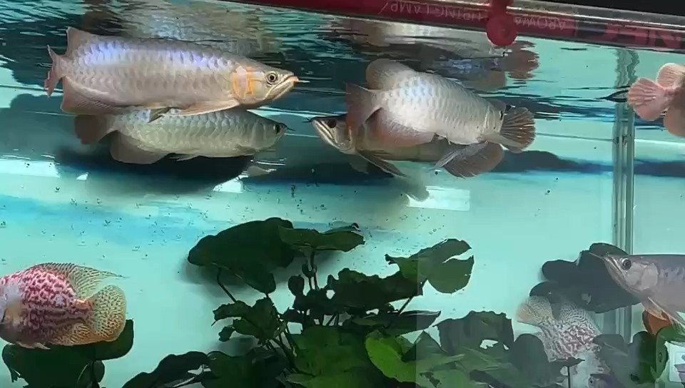 中秋沒空發，補一個。 中秋沒空發，補一個。 龍魚論壇