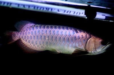 小紅龍魚(yú)怎么挑選品相好：如何挑選品相好的小紅龍魚(yú)
