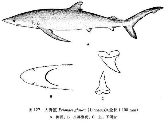 底濾新魚缸怎么加水視頻教程：底濾新魚缸怎么加水視頻教程全集 底濾新魚缸怎么加水視頻教程：底濾新魚缸怎么加水視頻教程全集 龍魚百科 第3張