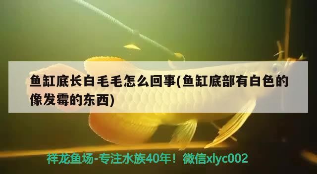 龍魚干蝦有營養嗎 魚缸底長白毛毛怎么回事(魚缸底部有白色的像發霉的東西) 金龍魚百科 魚缸底長白毛毛怎么回事(魚缸底部有白色的像發霉的東西) 魚缸底長白毛毛怎么回事(魚缸底部有白色的像發霉的東西) 金龍魚百科