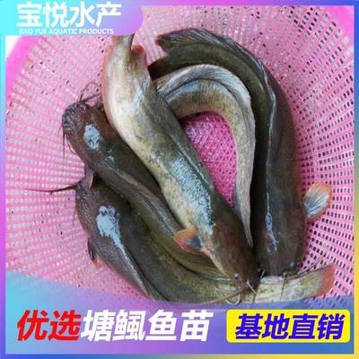 敵百殺蟲一般泡多久：魚用敵百殺蟲用了3天后