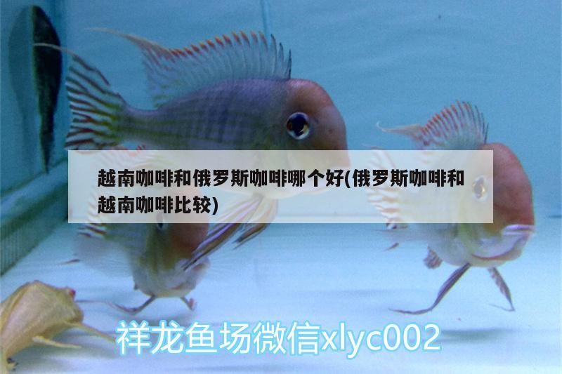 越南咖啡和俄羅斯咖啡哪個好(俄羅斯咖啡和越南咖啡比較) 越南咖啡和俄羅斯咖啡哪個好(俄羅斯咖啡和越南咖啡比較) 馬來西亞咖啡