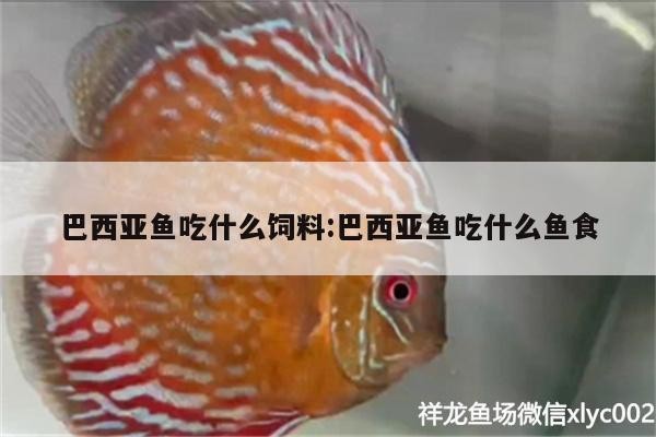 得魚忘針打一個動物：得魚忘筌打一動物
