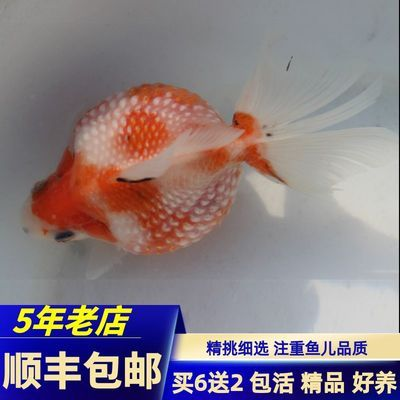 得魚忘筌指什么動物：得魚忘筌指什么動物生肖