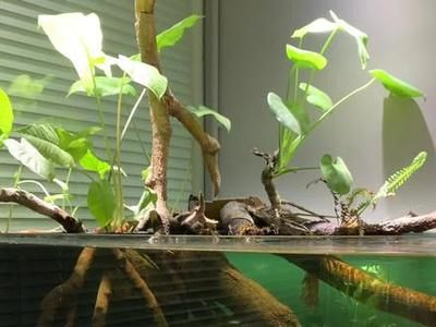 魟魚出生多大可以吃食物：小魟魚出生多大可以吃食物